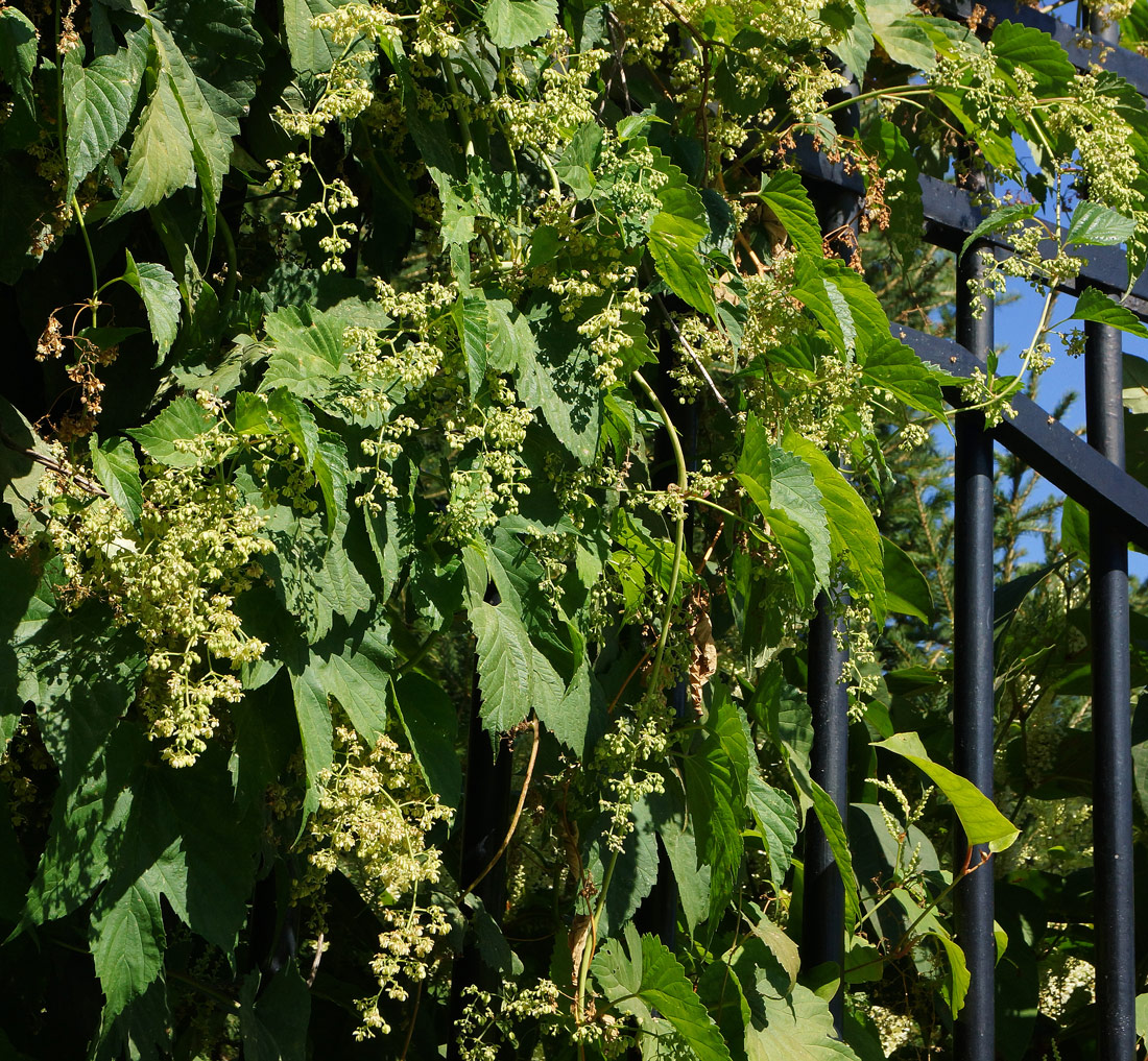 Изображение особи Humulus lupulus.
