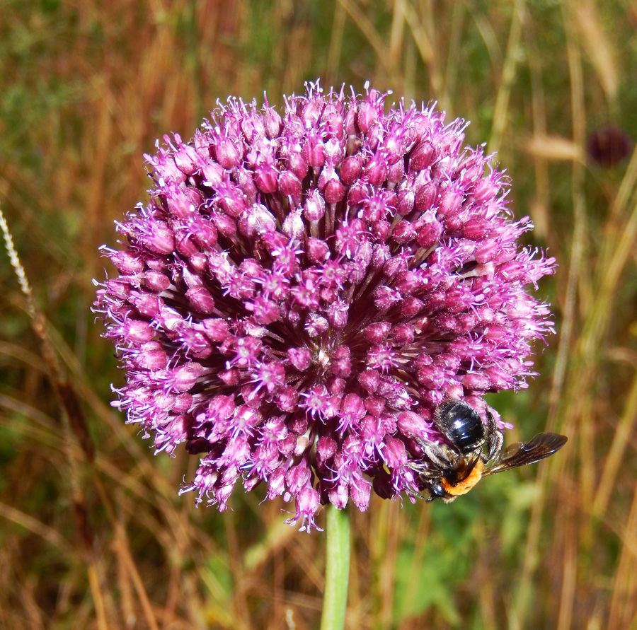 Image of Allium atroviolaceum specimen.