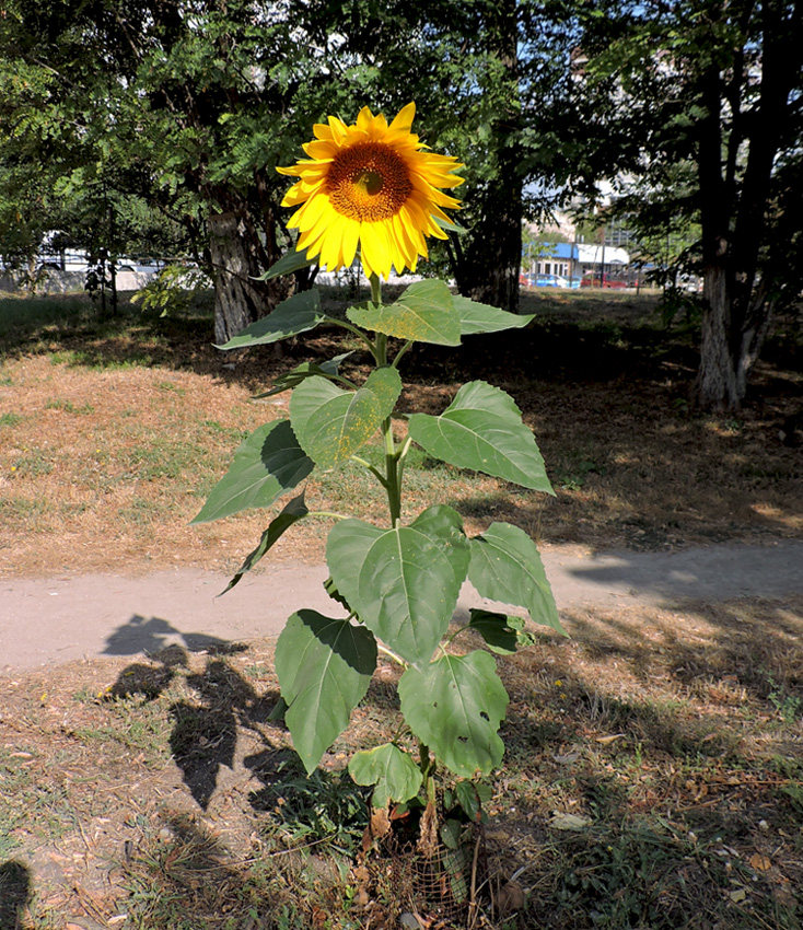 Image of Helianthus annuus specimen.