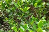 Kandelia obovata