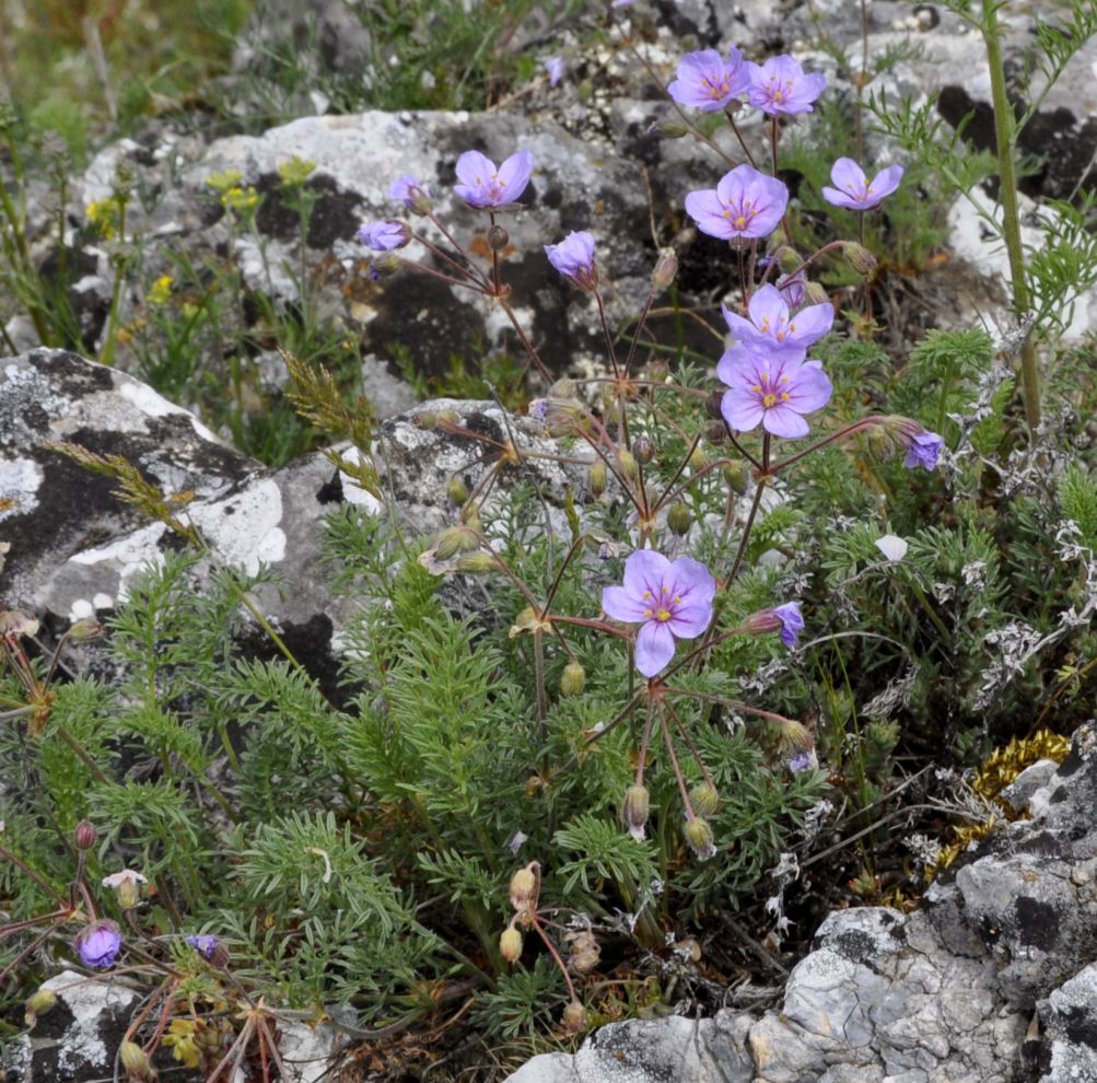 Изображение особи Erodium absinthoides.