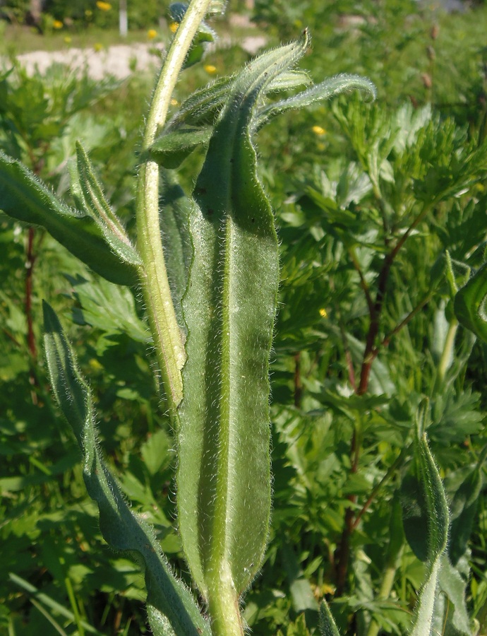 Изображение особи Anchusa officinalis.