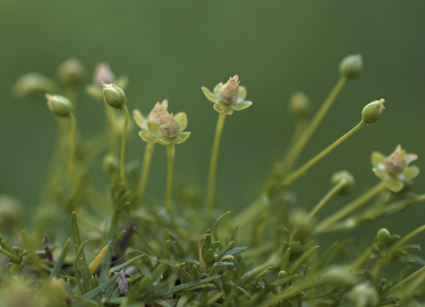 Изображение особи Sagina procumbens.