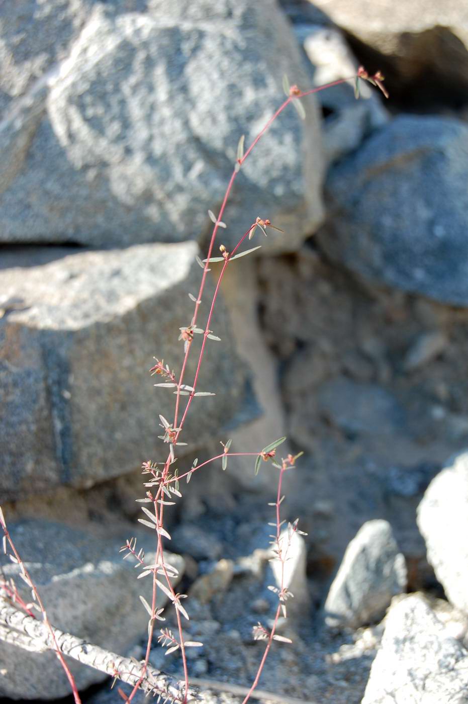 Image of Euphorbia arabica specimen.