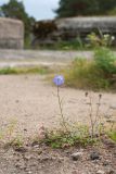 Campanula rotundifolia. Цветущее и плодоносящее растение в сообществе с Potentilla sp. Ленинградская обл., Ломоносовский р-н, форт \"Красная Горка\", пустырь с песчаной почвой на месте разрушенных укреплений. 25.09.2016.