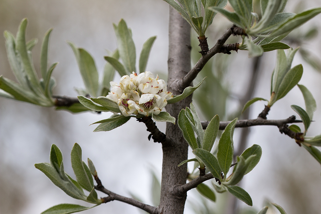 Image of genus Pyrus specimen.