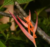 Heliconia psittacorum