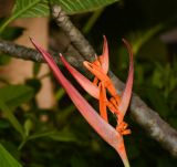 Heliconia psittacorum. Общее соцветие с цветками и плодами. Таиланд, о-в Пхукет, курорт Ката, территория гостиницы, в культуре. 08.01.2017.