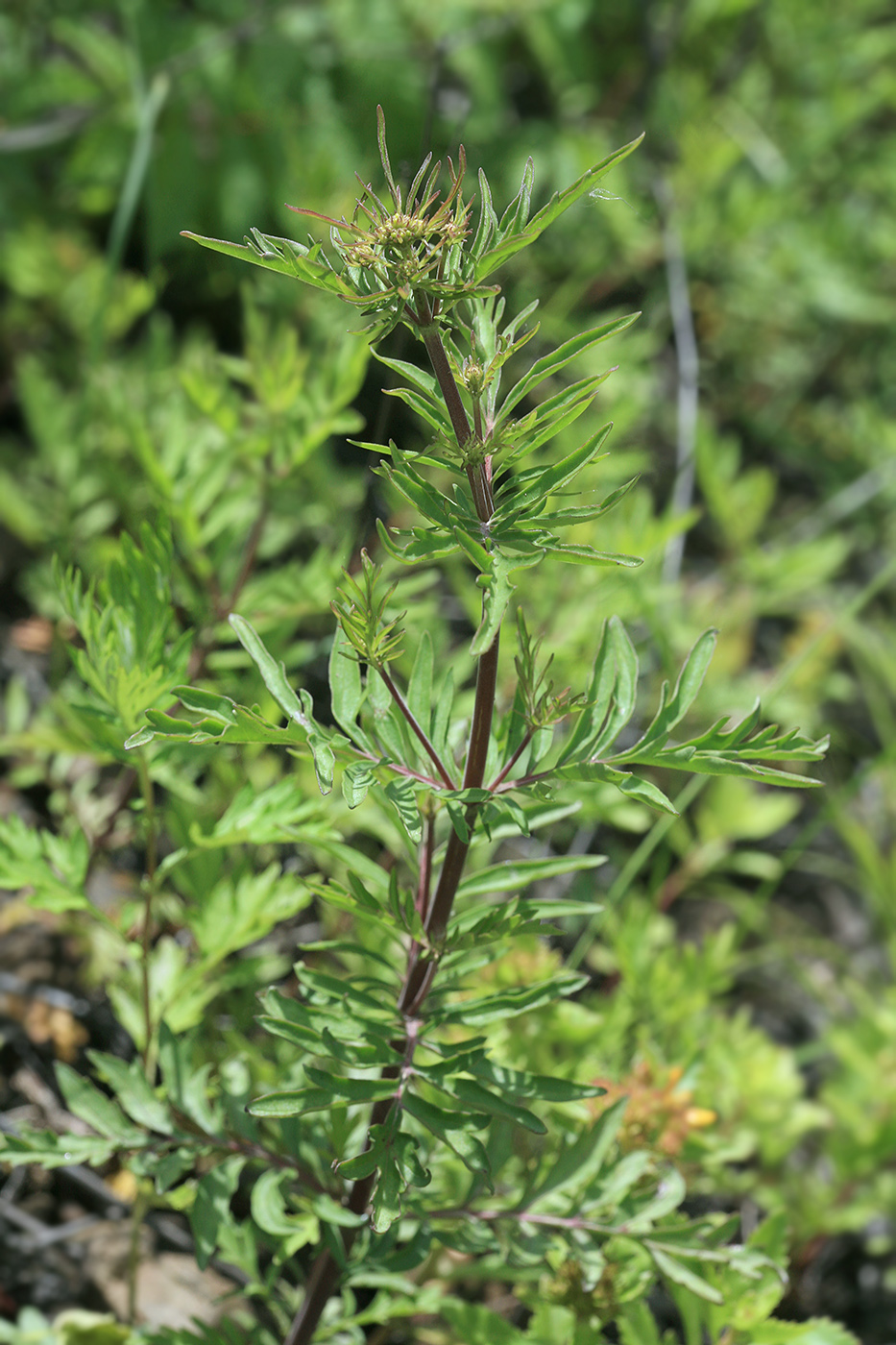 Изображение особи Patrinia rupestris.