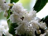 Deutzia × magnifica