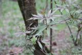 Sambucus racemosa