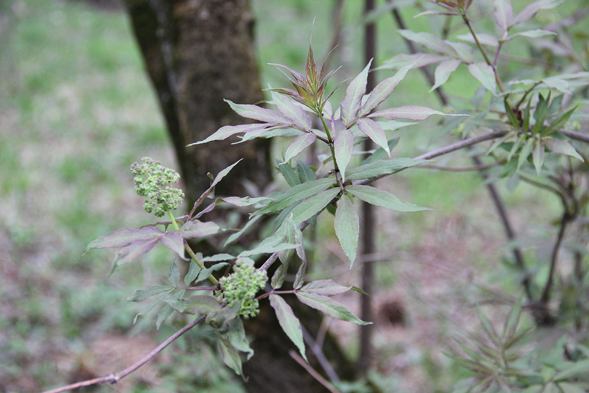 Image of Sambucus racemosa specimen.