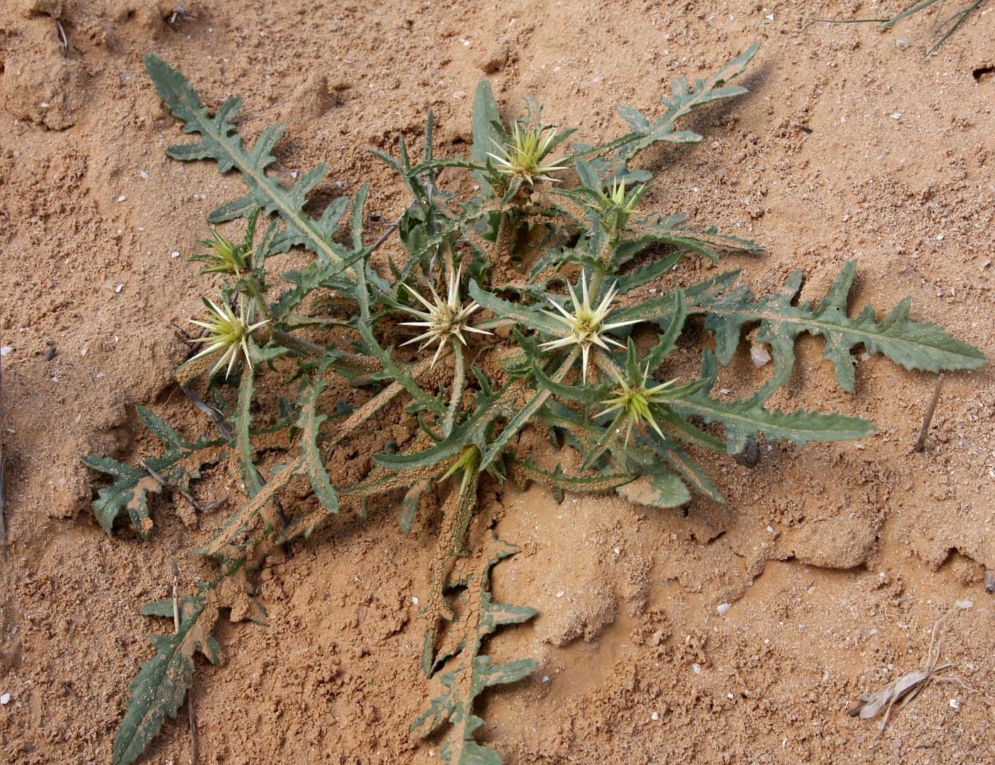 Image of Centaurea calcitrapa specimen.