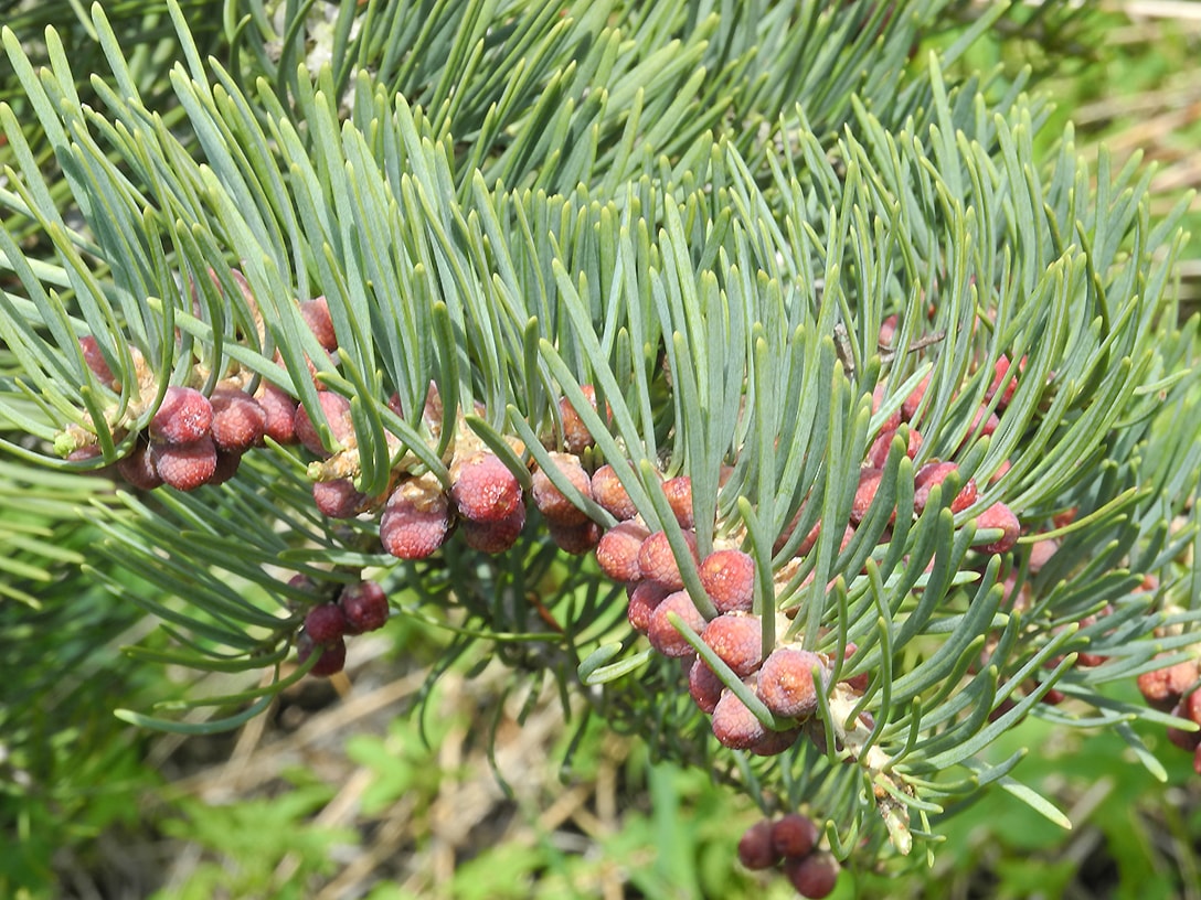 Image of Abies concolor specimen.