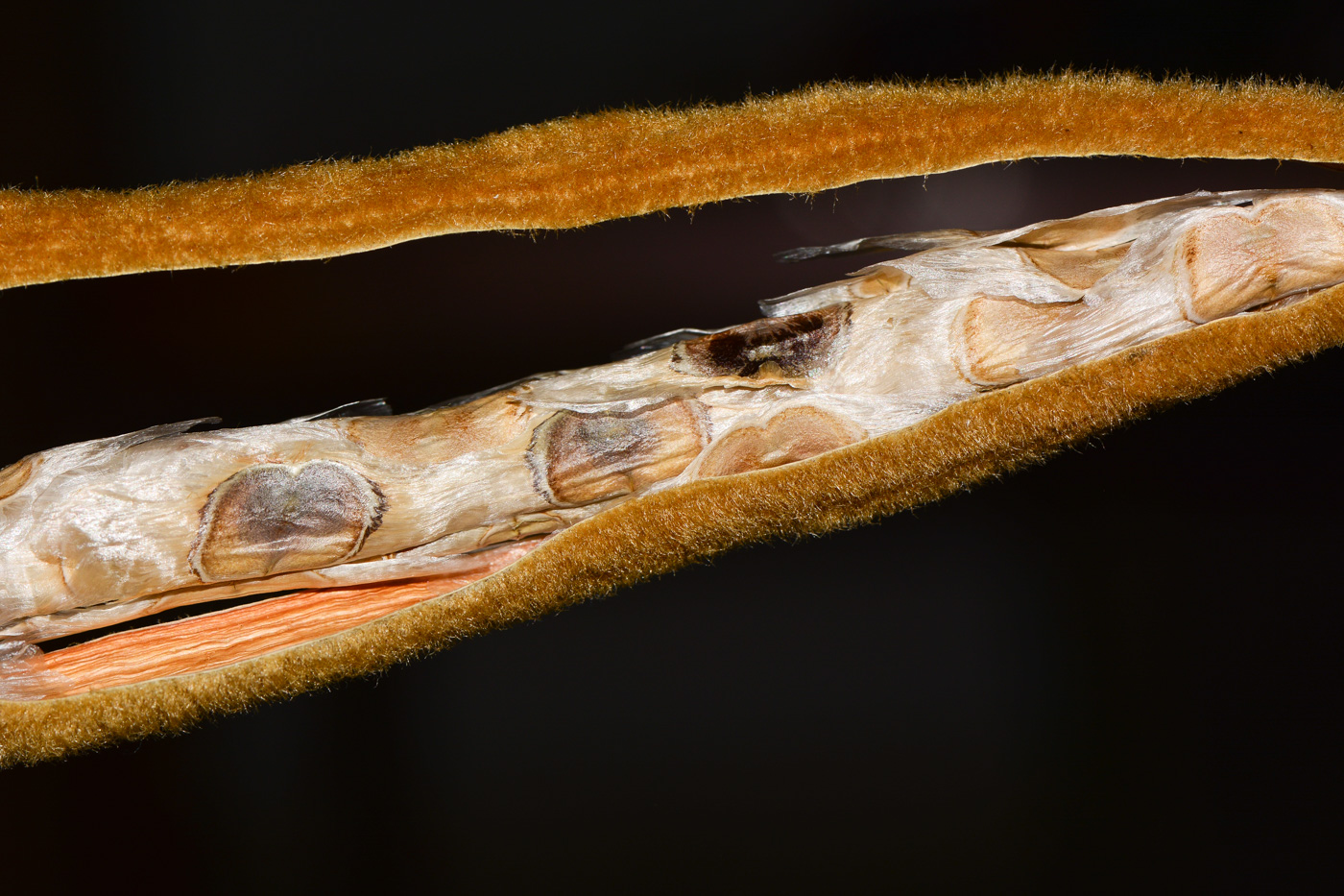 Image of Handroanthus chrysanthus specimen.