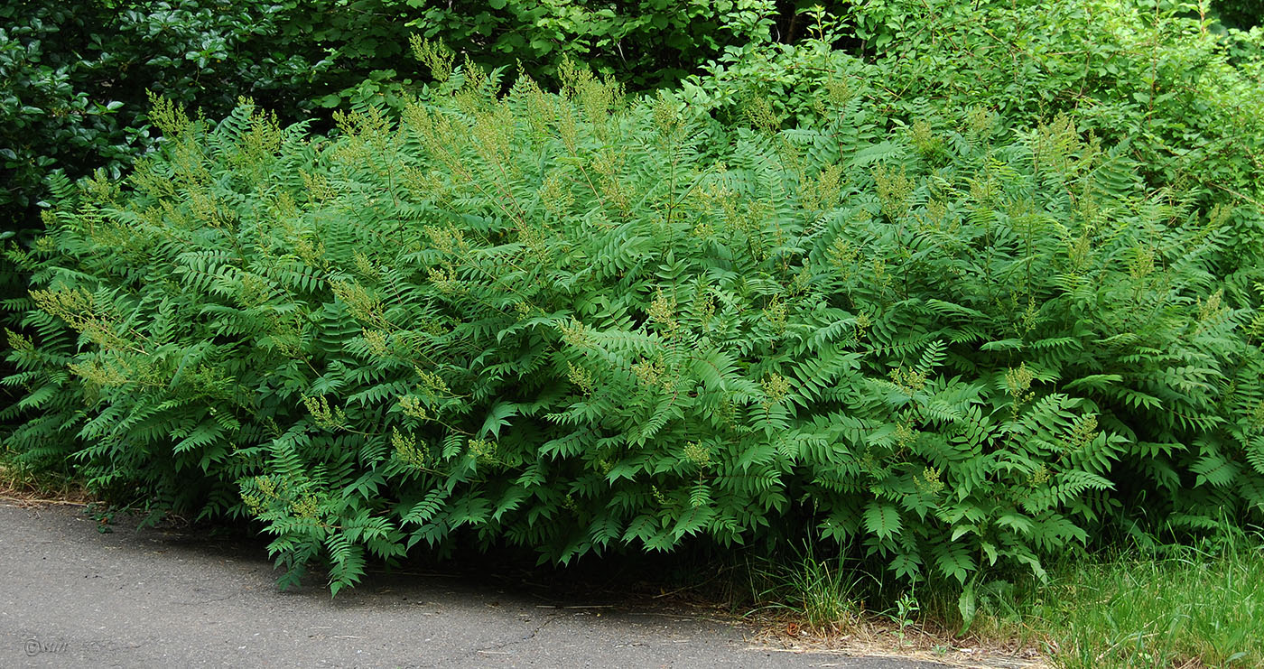 Image of Sorbaria sorbifolia specimen.