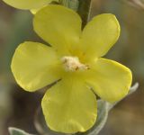 Verbascum undulatum