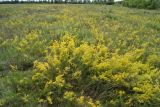 Galium verum. Цветущие растения. Ростовская обл., г. Волгодонск, на окраине Панского леса в поле. 19.06.2017.