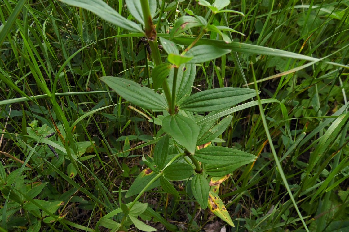 Image of Galium rubioides specimen.