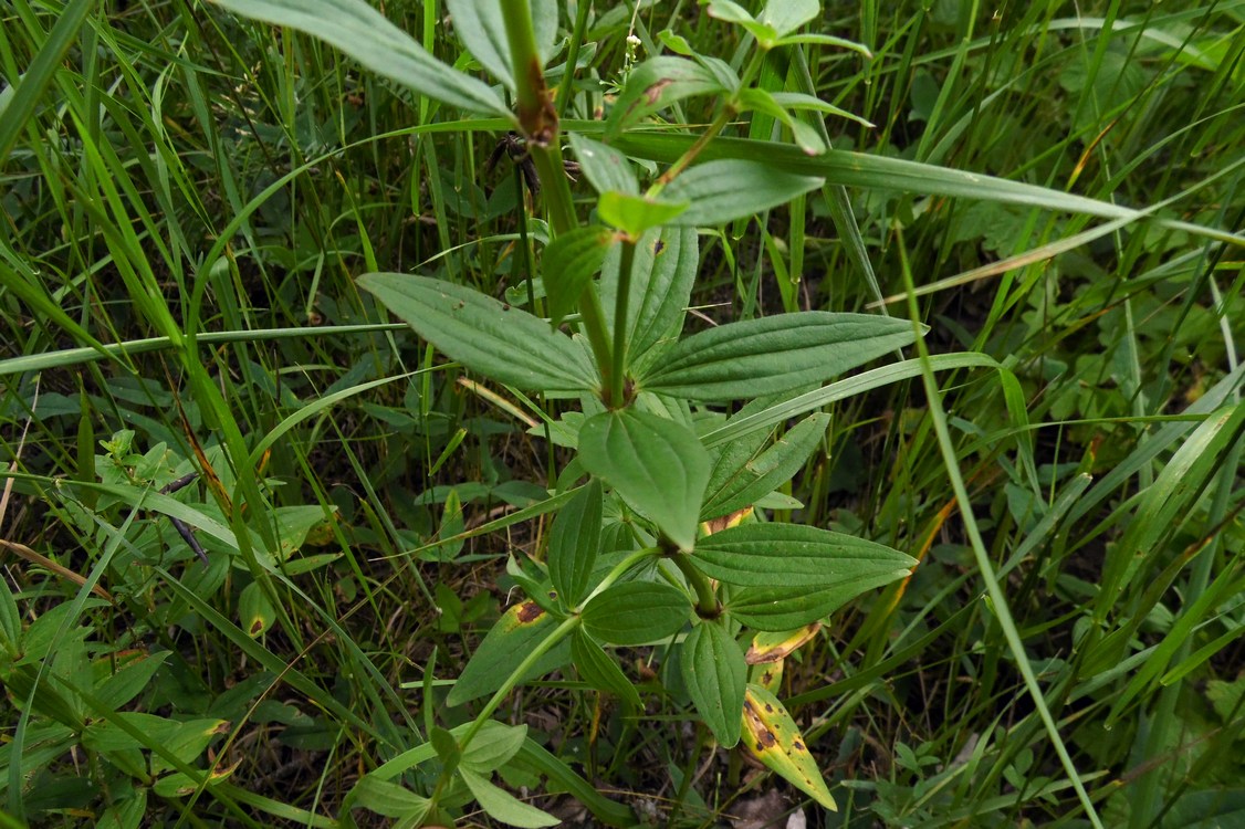 Изображение особи Galium rubioides.