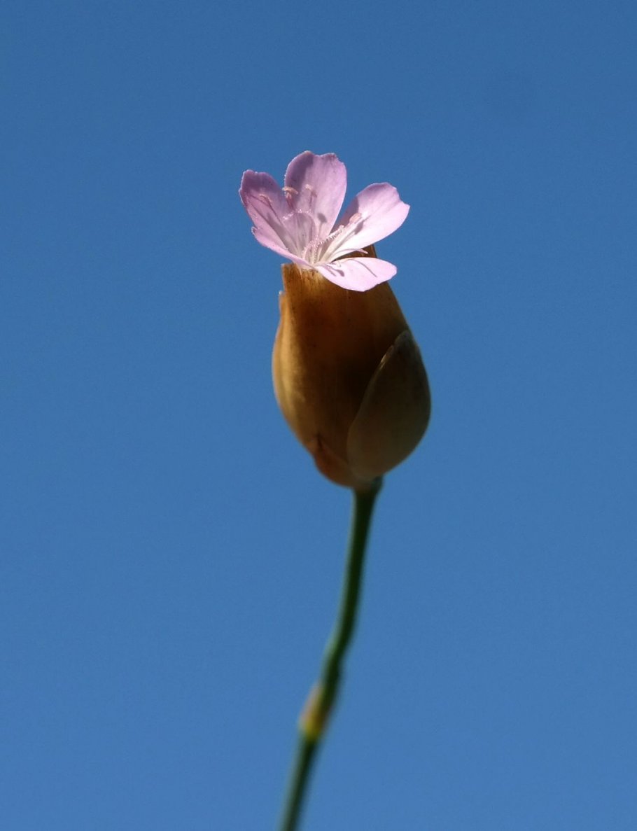 Изображение особи Petrorhagia prolifera.