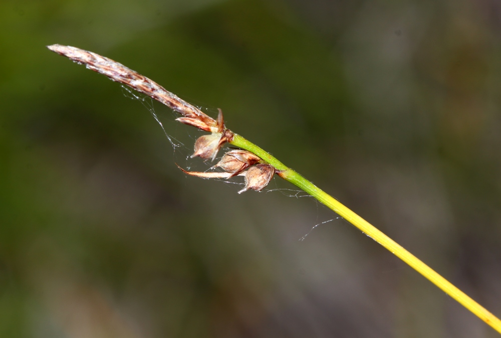 Image of Carex vanheurckii specimen.