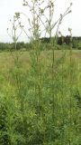 Thalictrum lucidum