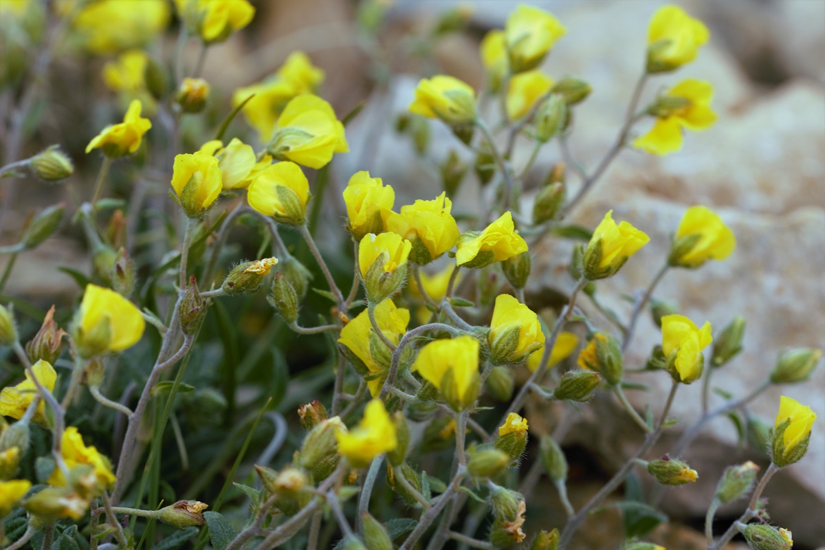 Изображение особи Helianthemum buschii.