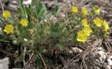 Potentilla humifusa