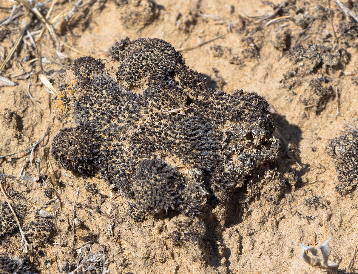 Image of Syntrichia caninervis specimen.