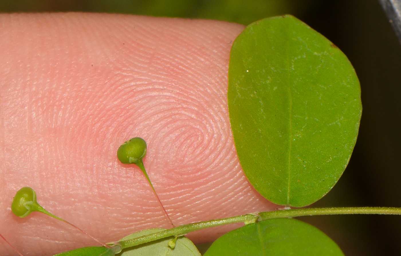 Изображение особи Phyllanthus rotundifolius.