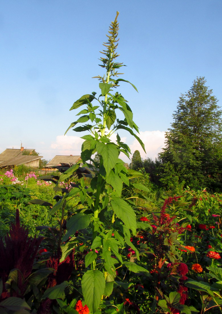 Изображение особи Amaranthus powellii.