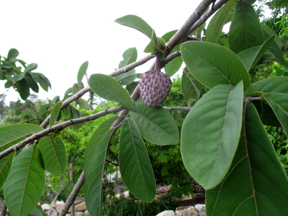 Image of Annona macroprophyllata specimen.