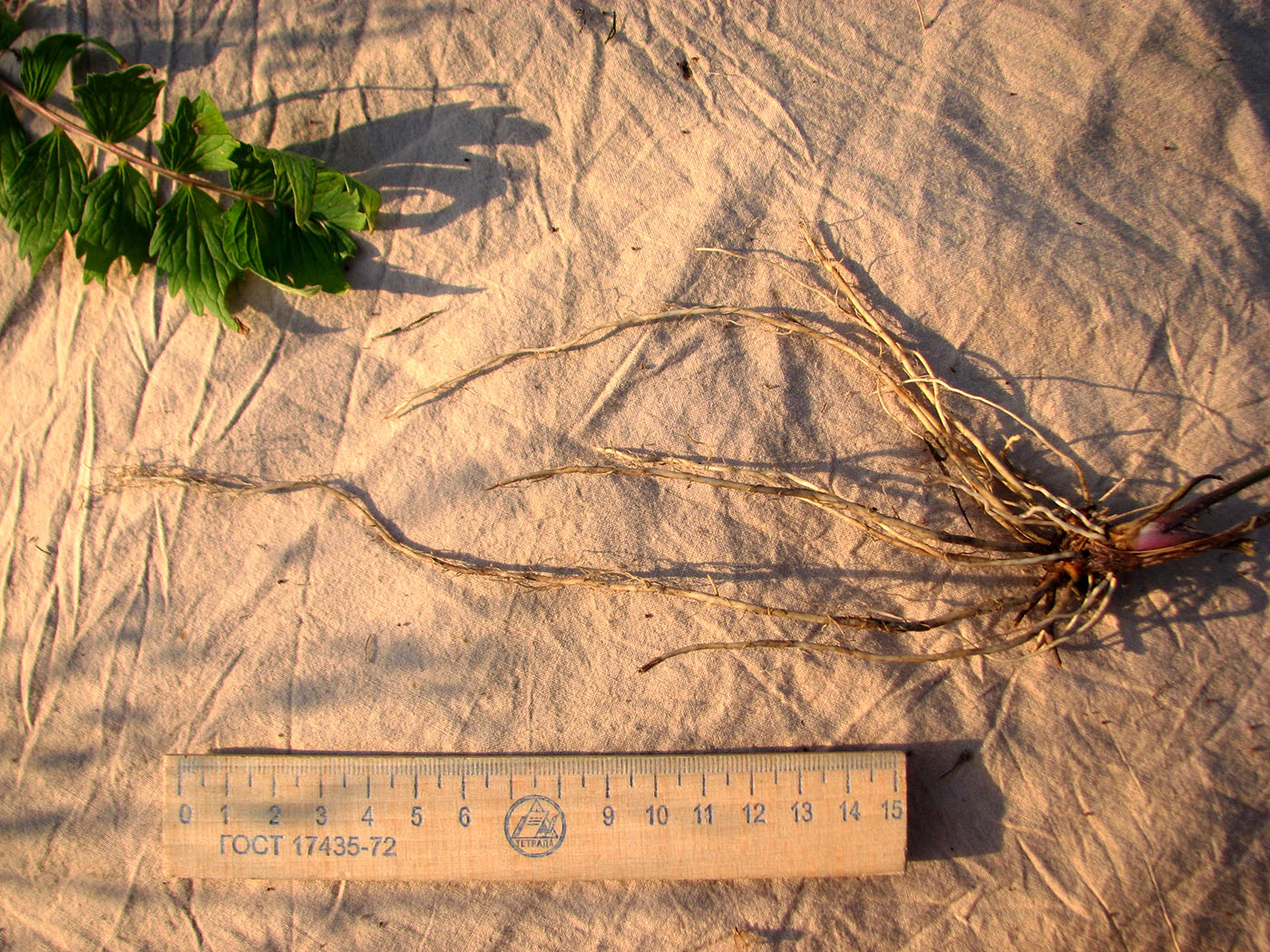 Image of Valeriana officinalis specimen.