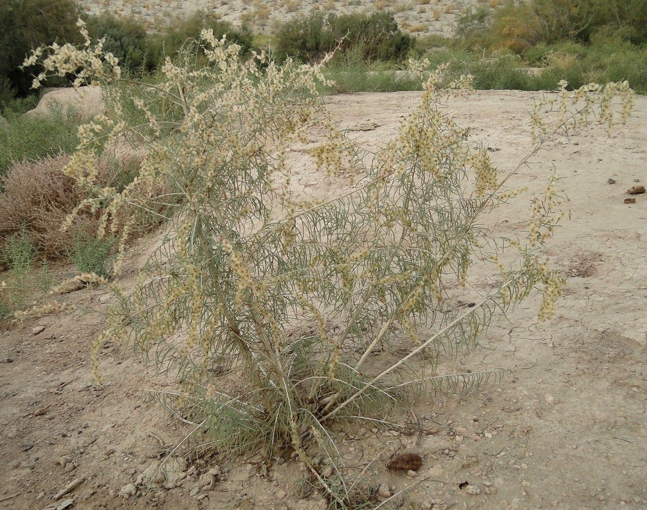 Image of Salsola paletzkiana specimen.