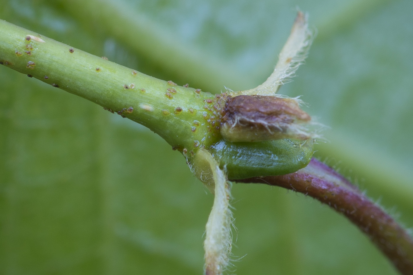 Image of Betula &times; aurata specimen.
