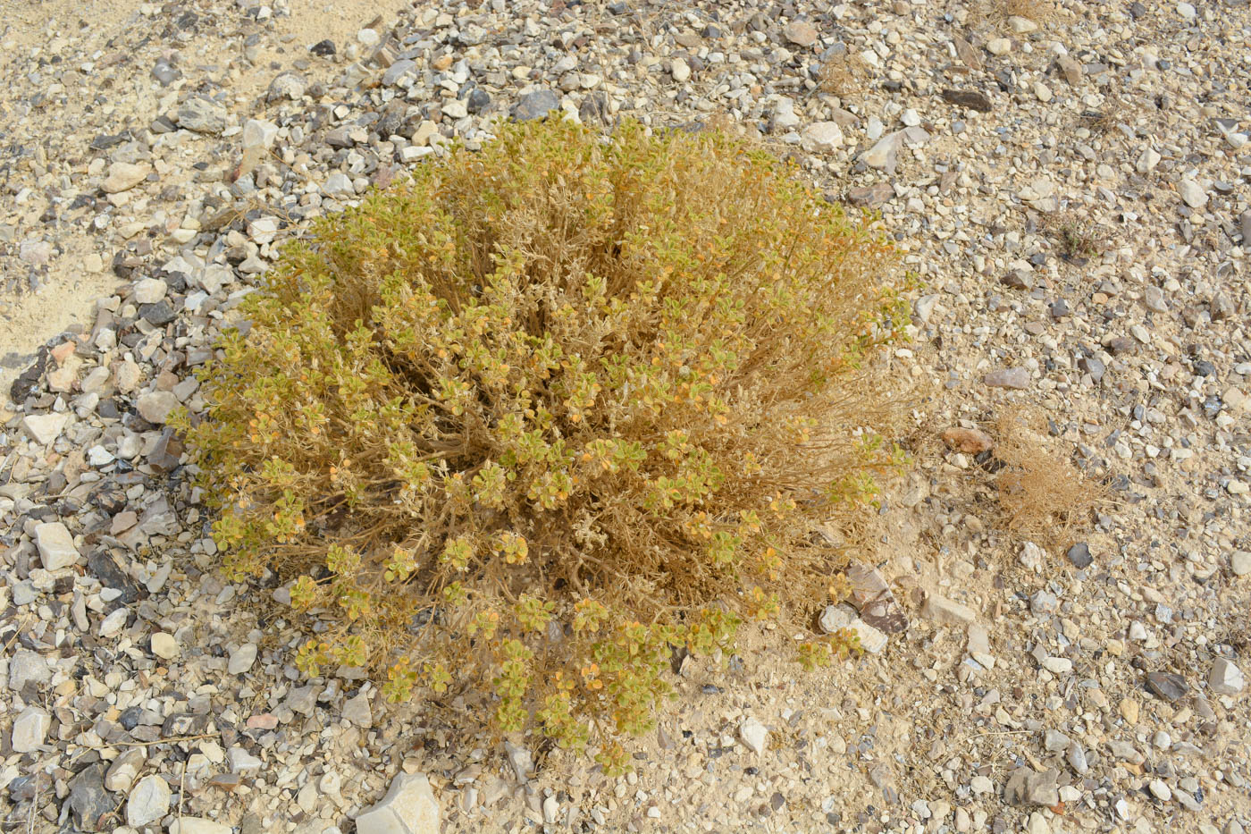 Image of Cleome droserifolia specimen.