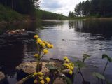 Petasites radiatus. Цветущие растения в воде у берега реки. Свердловская обл., окр. г. Североуральск, р. Вагран. 15.06.2007.