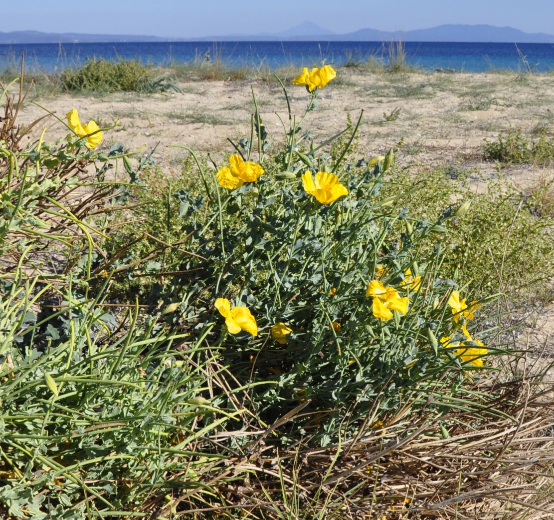 Изображение особи Glaucium flavum.