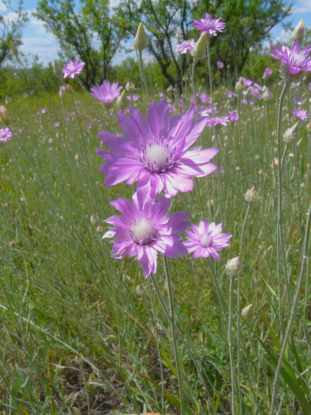 Изображение особи Xeranthemum annuum.