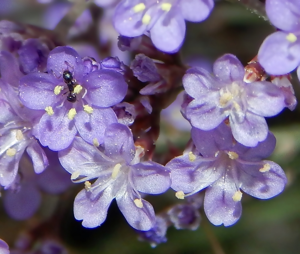 Изображение особи Limonium scoparium.