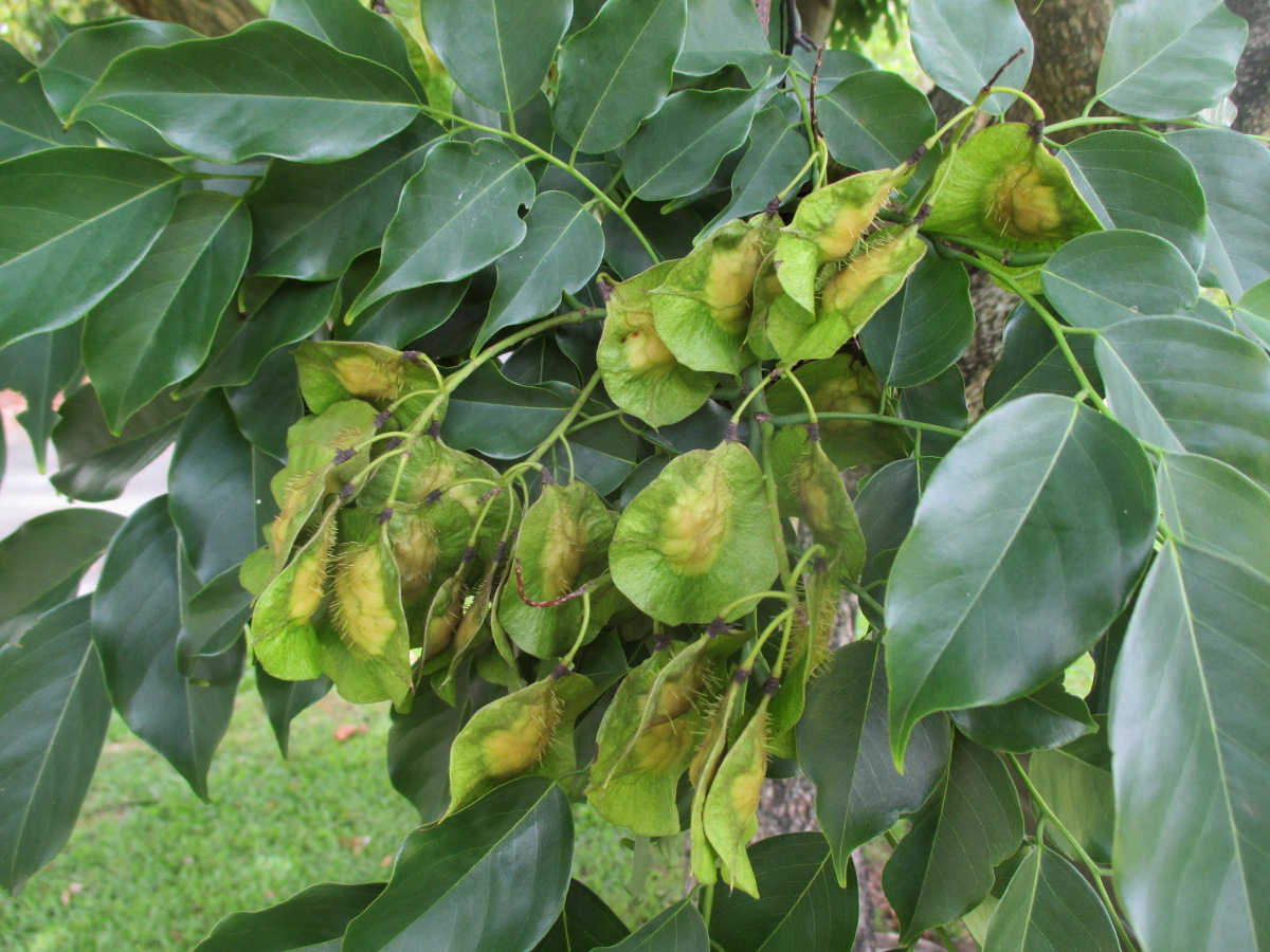 Изображение особи Pterocarpus indicus.