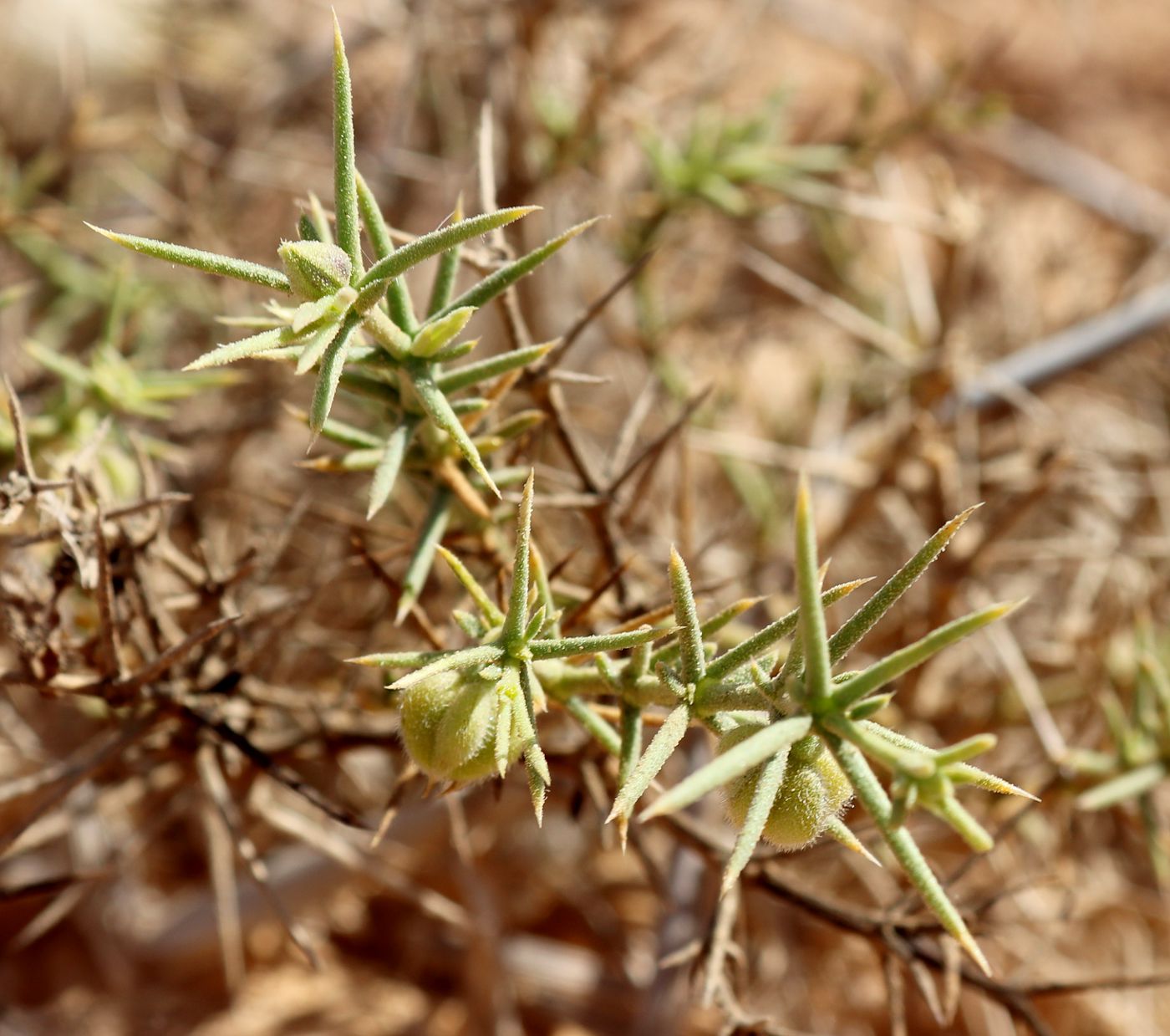 Image of Fagonia arabica specimen.