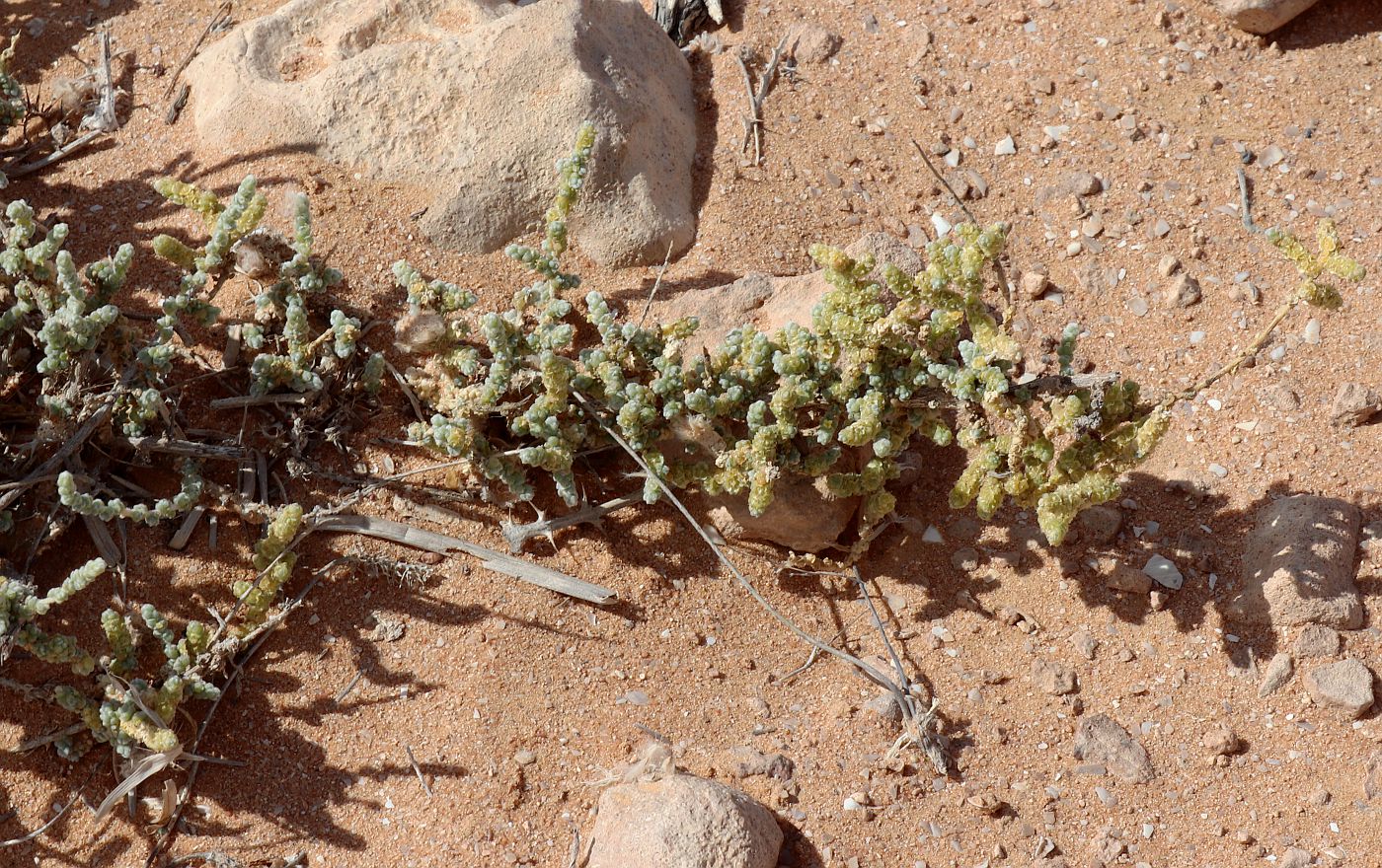 Image of Salsola tetrandra specimen.