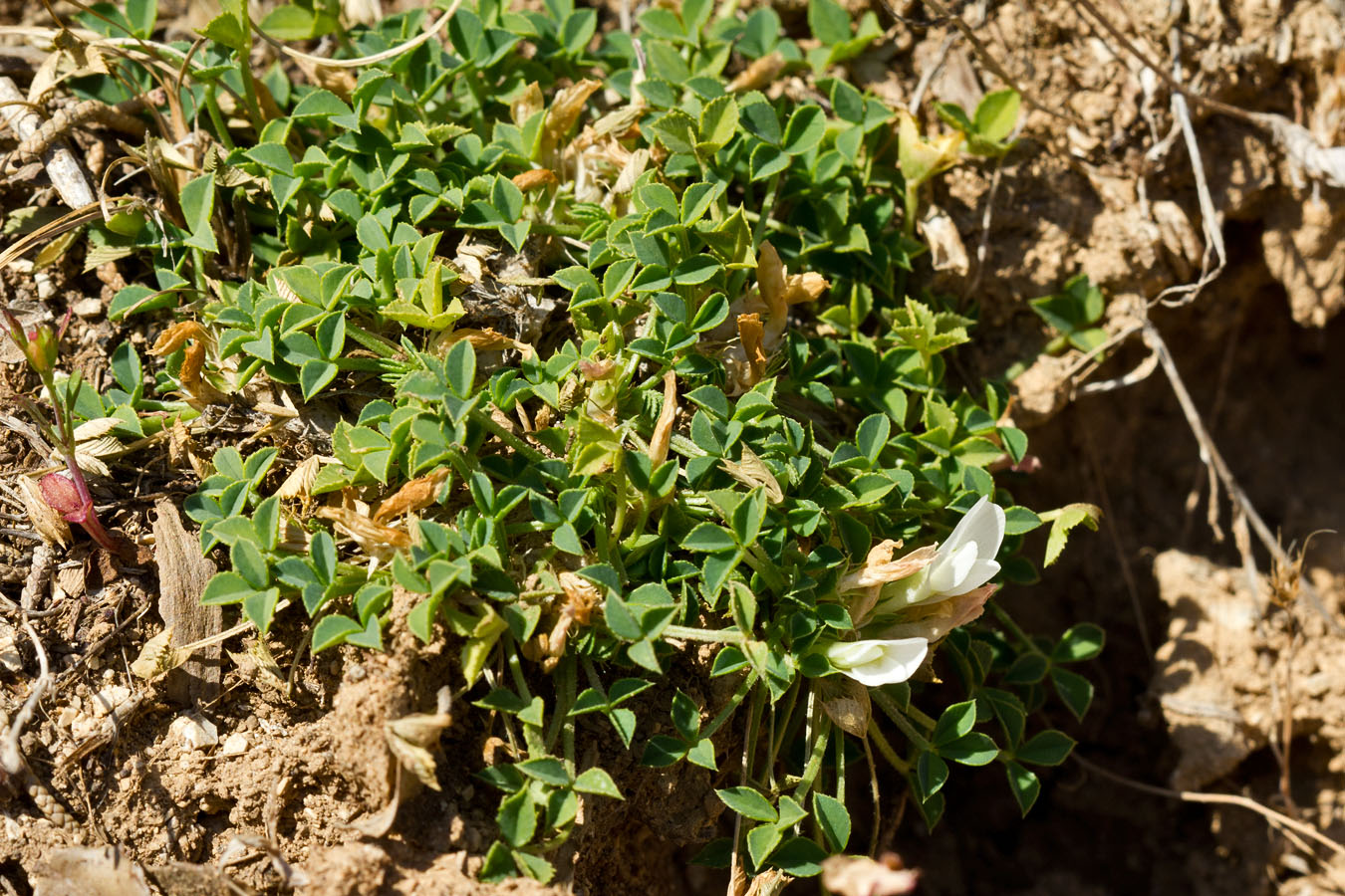 Изображение особи Trifolium uniflorum.