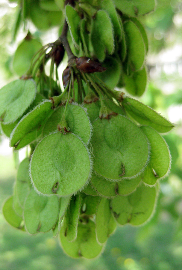 Изображение особи Ulmus laevis.