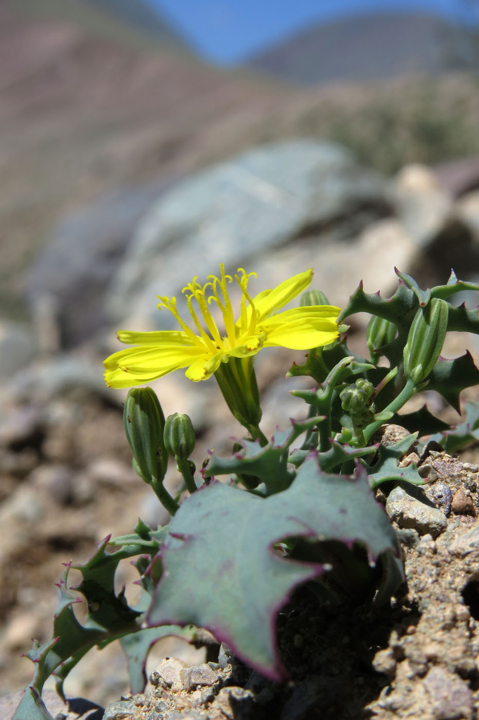 Изображение особи Crepis karelinii.