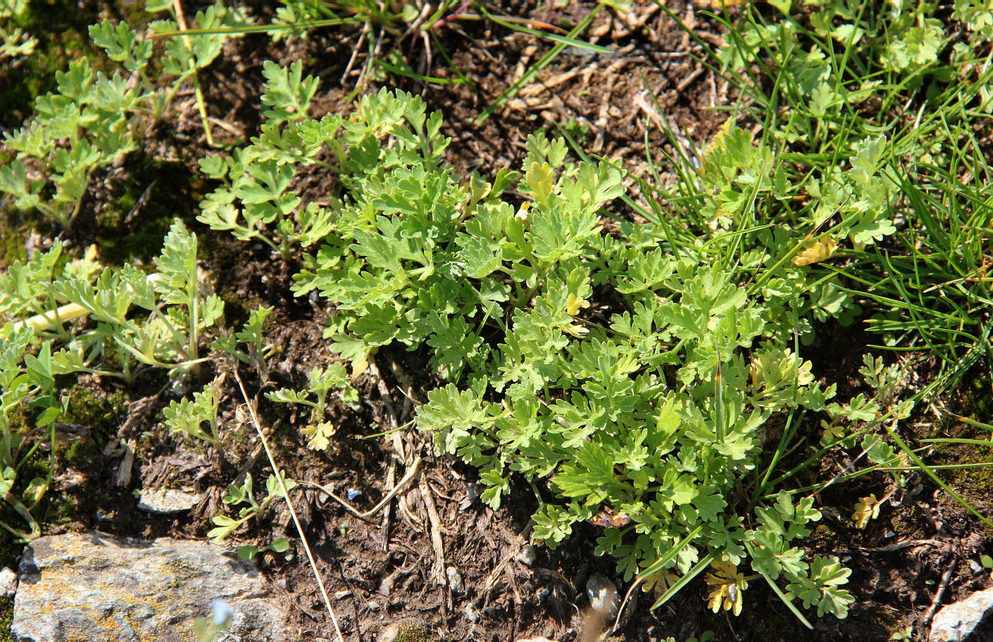 Image of Artemisia sieversiana specimen.