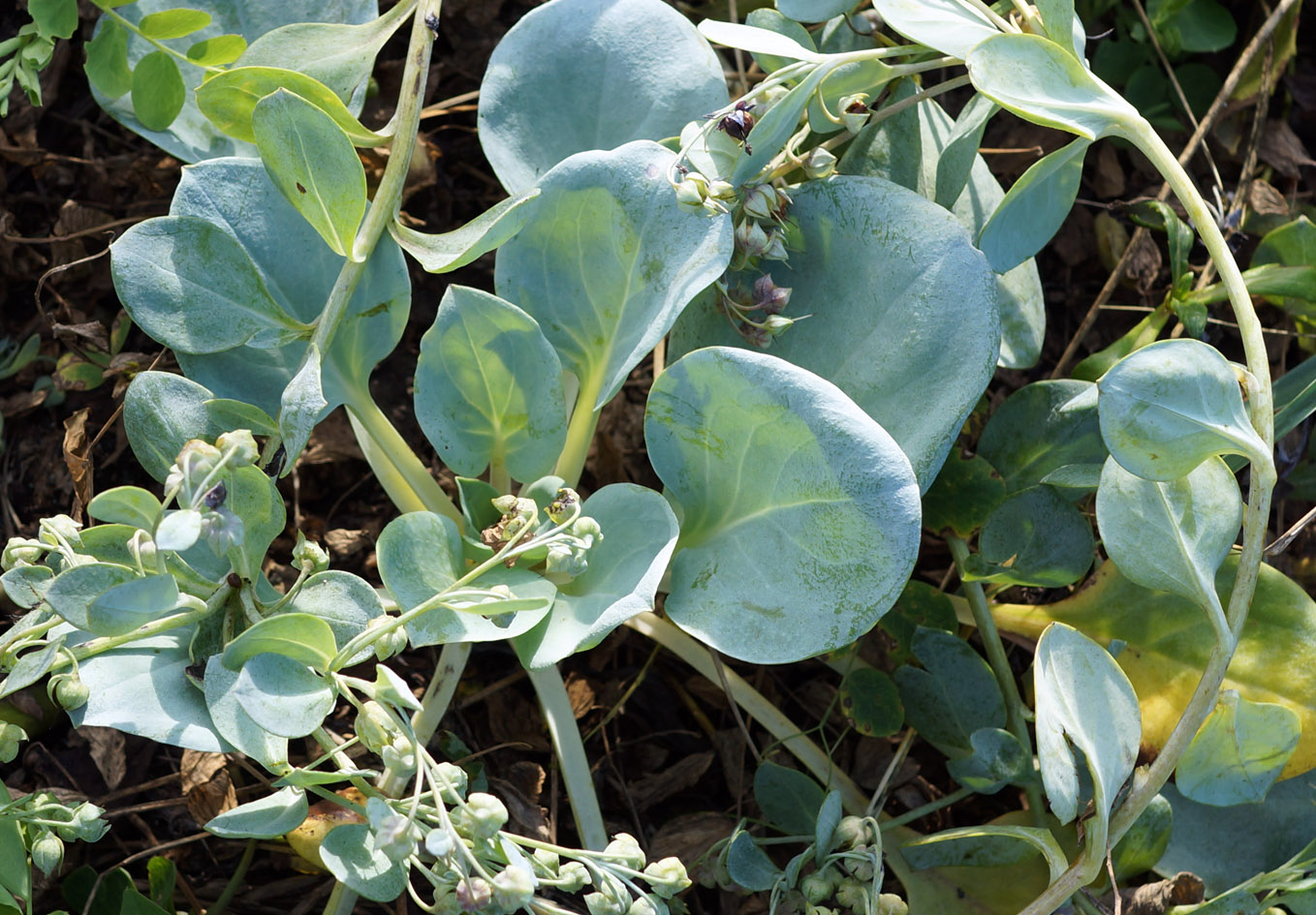 Image of Mertensia maritima specimen.