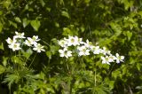 Anemonastrum fasciculatum